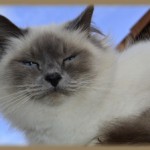 fanou_chat_birman