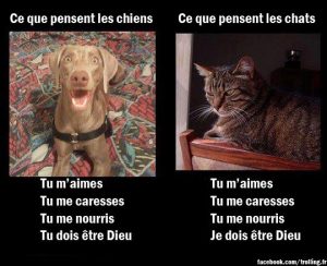 chiens10